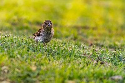 Bird perching on a field