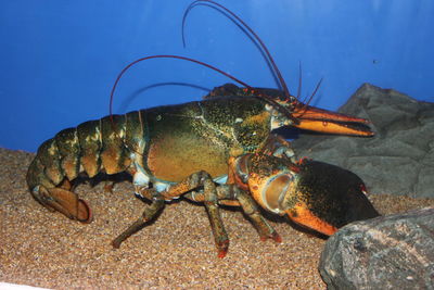 Close-up of crab against clear sky