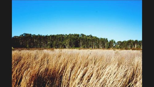 Scenic view of field against clear sky