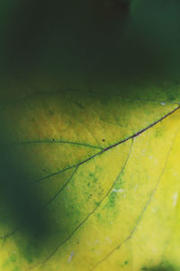 Full frame shot of leaf