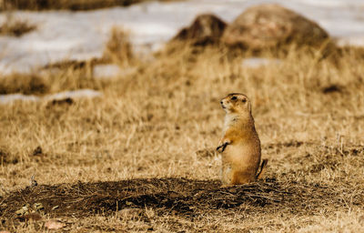 Prairie dog rearing up on field