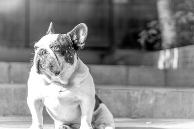 Dog looking away outdoors