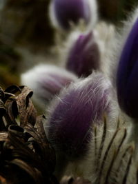 Close-up of plant against blurred background