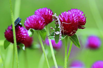 Close-up of jewel flower mantis  on purple flowering plant