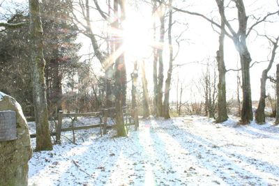 Trees in snow during winter