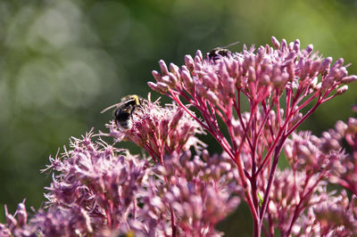 Close-up of bee pollinating on pink flower