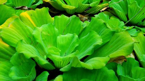 Full frame shot of plants