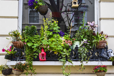 Decorations with potted plants on window sill