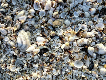 Full frame shot of seashells at beach