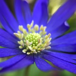 Close-up of fresh purple flower blooming outdoors