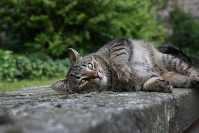 Tabby cat lying on gray concrete ledge