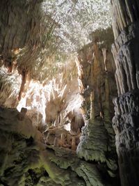 Flock of sheep in cave