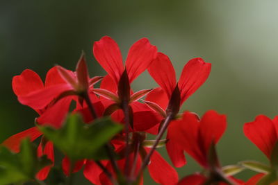 Close-up of red flowers blooming outdoors