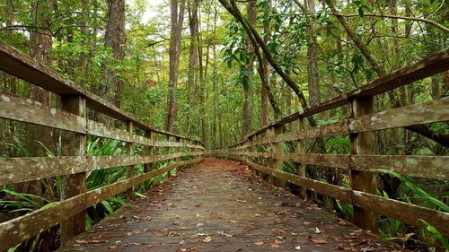 View of footbridge in forest