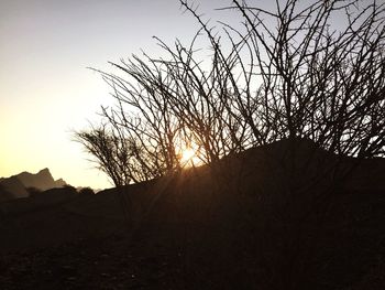 Silhouette of trees at sunset
