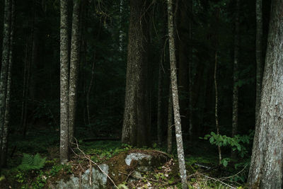 Trees in forest