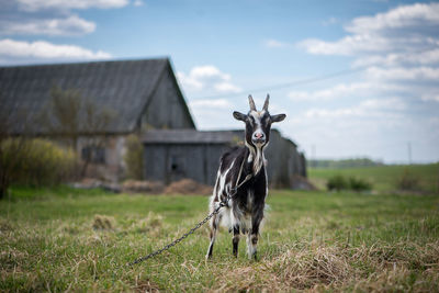 Portrait of goat on field against sky