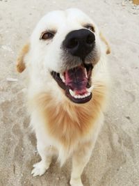 High angle view of dog