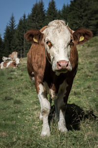 Portrait of cow standing on field