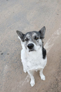 Portrait of dog standing on floor