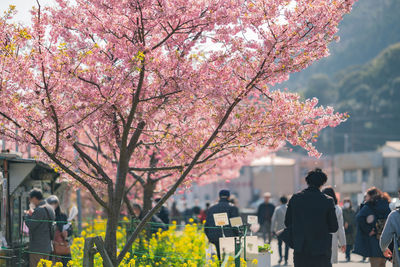 Group of people on cherry blossom tree