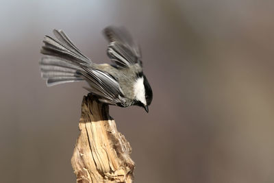 Close-up of a bird flying