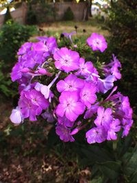 Close-up of pink flowers