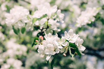 Close-up of white cherry blossoms