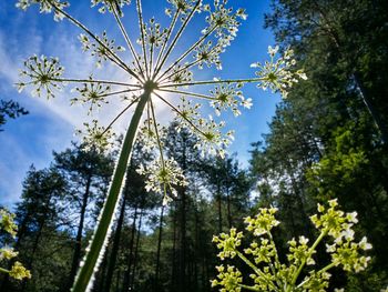 Low angle view of tree against blue sky