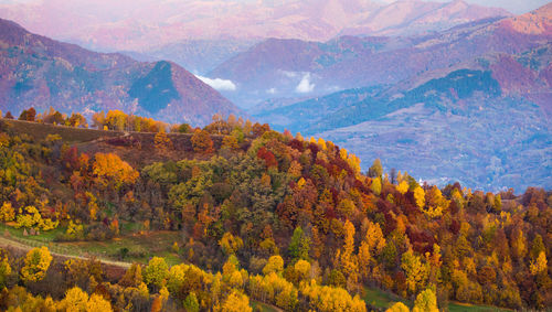 Scenic view of forest during autumn