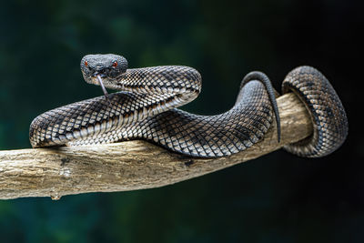 Close-up of snake