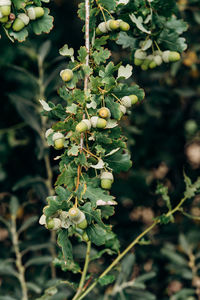 Close-up of berries growing on tree