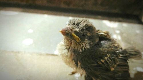 Close-up of young bird