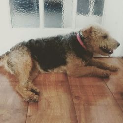 Dog resting on couch