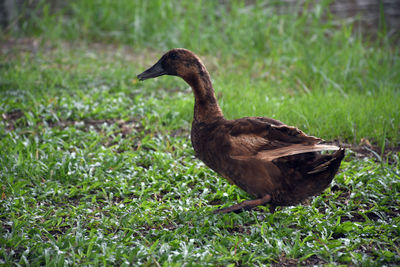 Close-up of a duck on field