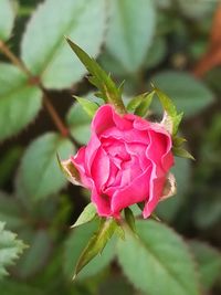 Close-up of pink rose blooming outdoors