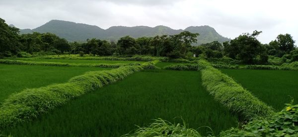 Scenic view of agricultural field against sky