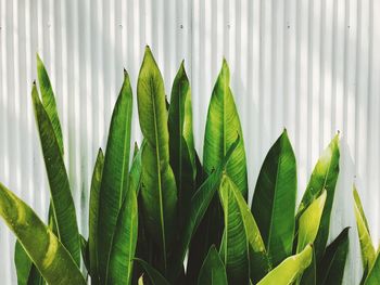 Close-up of green leaves