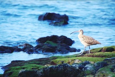 Seagull flying over sea