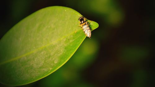 Close-up of insect on leaf