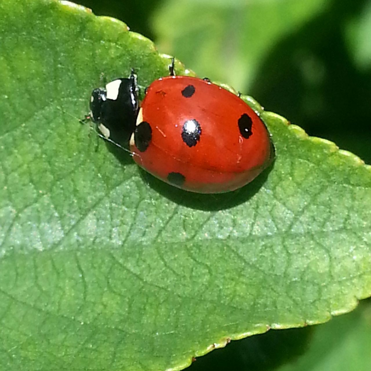 leaf, insect, one animal, close-up, animal themes, green color, animals in the wild, wildlife, red, ladybug, natural pattern, leaf vein, nature, focus on foreground, plant, beauty in nature, spotted, butterfly, high angle view, selective focus