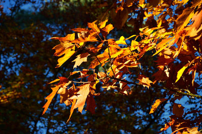 Low angle view of maple leaves on tree