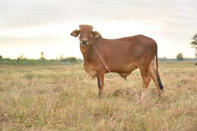 Horse standing in field