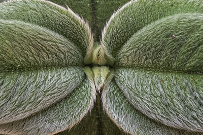 Full frame shot of leaf