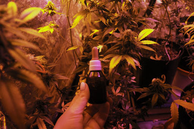 Self-cultivation of cannabis for medicinal. home greenhouse planting, cannabis oil preparation.