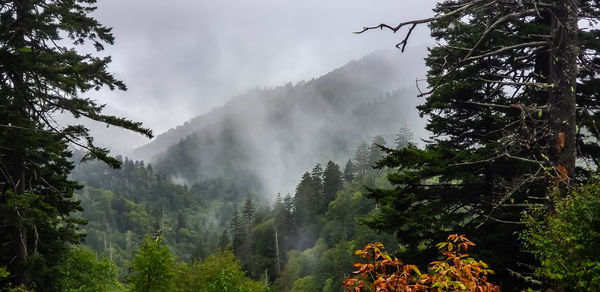 Scenic view of forest against sky