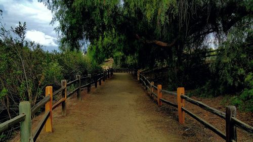 Footpath amidst trees