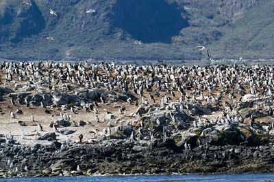 wildlife