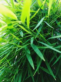 Full frame shot of fresh green grass