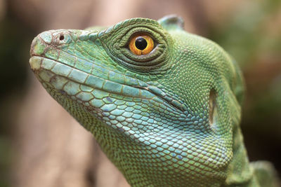 Close-up of lizard